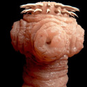 tapewormsagainstonky avatar