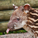 tapirsallthewaydown avatar