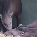 tapirusbehaviors avatar