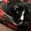 tarantella-ragazza avatar