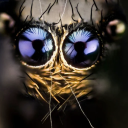 tarantula-wizard avatar