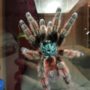 tarantulafix avatar