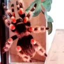 tarantuling avatar