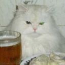 taraxacumfhwigg avatar