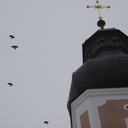 taraxicumofficinale avatar