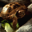 tardis-trekkie avatar