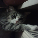 tardisscreechsound avatar