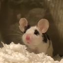 tarkalean-tea-extra-sweet avatar