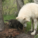 tarnished-angelcoric avatar