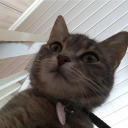 tartarkastike avatar