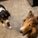 tasha-mckasha avatar