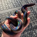 tasmutna avatar
