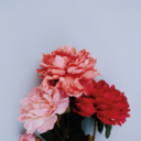 tastelessflowers avatar