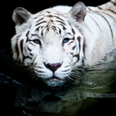 tasteofpositive avatar