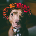 tastewhatyoukillnow avatar