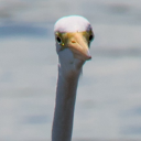 tasty-patches avatar