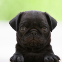 tater-bugs432 avatar