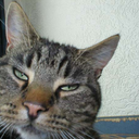 tatianasetsuko-blog avatar