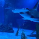 tatooine-traders avatar