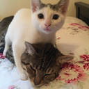 tatovato-blog avatar