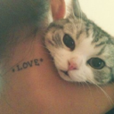 tats-and-cats avatar