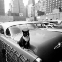 tattooed-roses-95 avatar