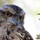 tawny--frogmouth avatar