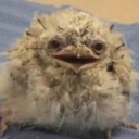 tawny-frogmouth avatar