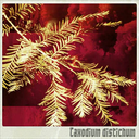 taxodium-distichum avatar