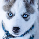 taylor-60-yan avatar