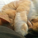 taylorbug-blog2 avatar