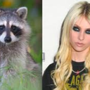 taylormomsenraccoonqueen avatar