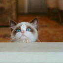 taylorswiftsavedsam avatar