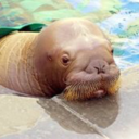 taytelainenetana avatar