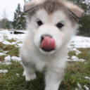 tbhllamas-blog-blog avatar