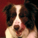 tboy-fuckpuppy avatar