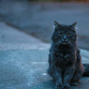 te-tengo-como-weon-leyendo-lml avatar