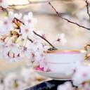 tea-and-cherry-blossoms avatar