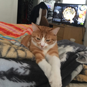 tea-and-flannels avatar