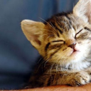 tea-and-liquor avatar