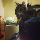 tea-and-whiskers avatar