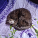 tea-enthusiasm avatar