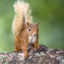 tea-in-a-tree avatar