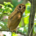 tea-stained-grimoirre avatar