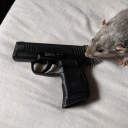 teach-megaspores avatar