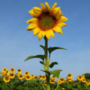 teachthestudent avatar