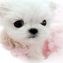 teacup-puppies-store-review-blog avatar