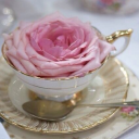 teacup-roses avatar