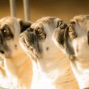 teahupooandgimli avatar