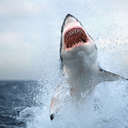 teahupooworks avatar